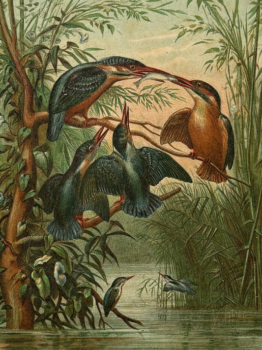 Cromolitografía zoología, martines pescadores - Historia Natural, Montaner y Simón 1876