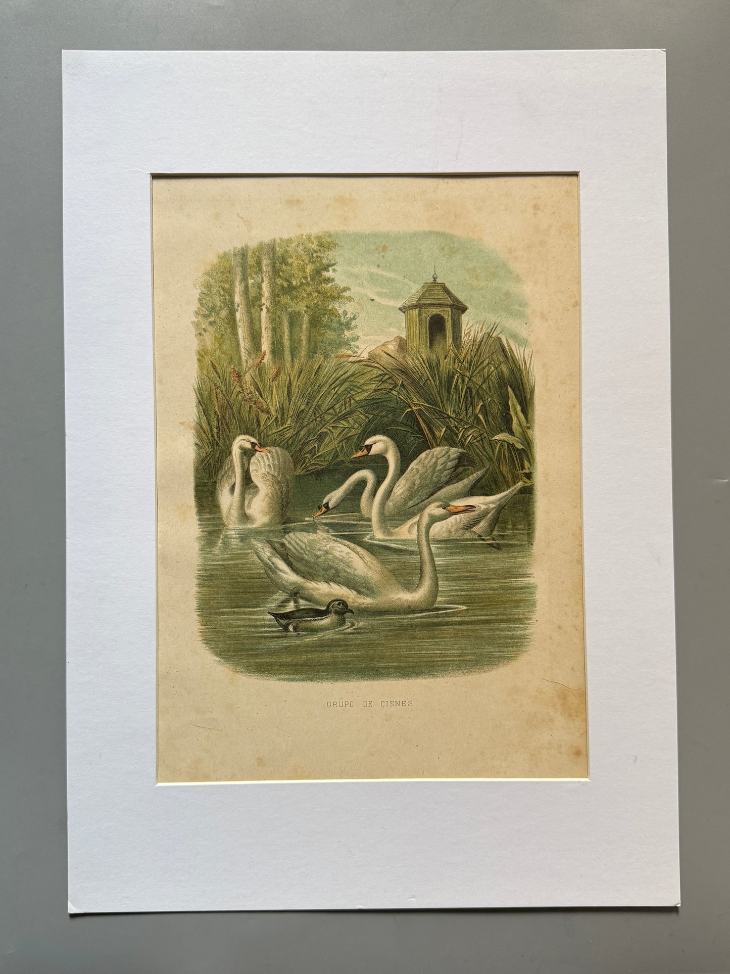 Cromolitografía zoología, cisnes - Historia Natural, Montaner y Simón 1876