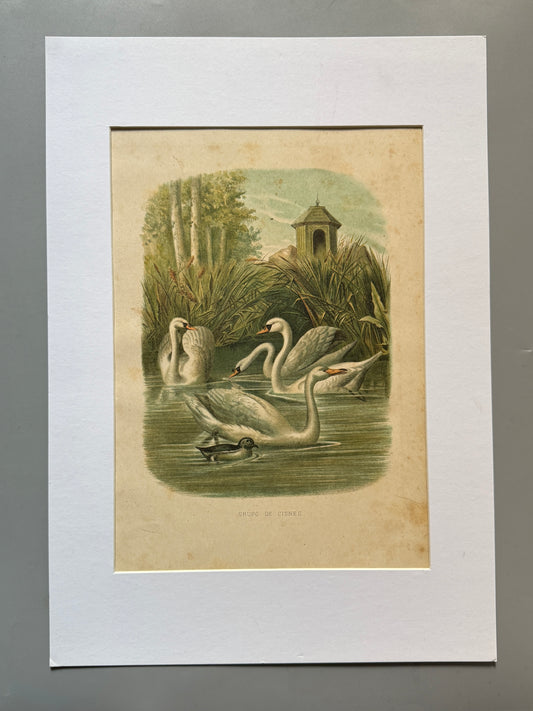 Cromolitografía zoología, cisnes - Historia Natural, Montaner y Simón 1876