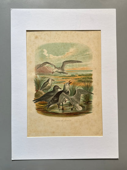 Cromolitografía zoología, gaviotas - Historia Natural, Montaner y Simón 1876