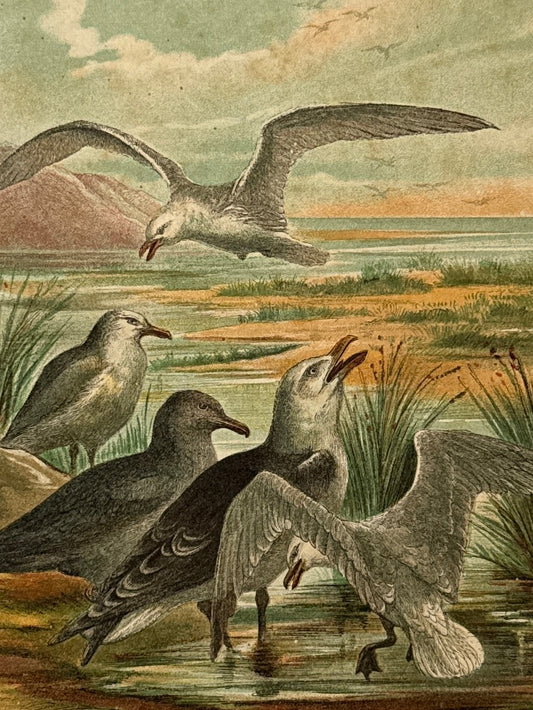 Cromolitografía zoología, gaviotas - Historia Natural, Montaner y Simón 1876