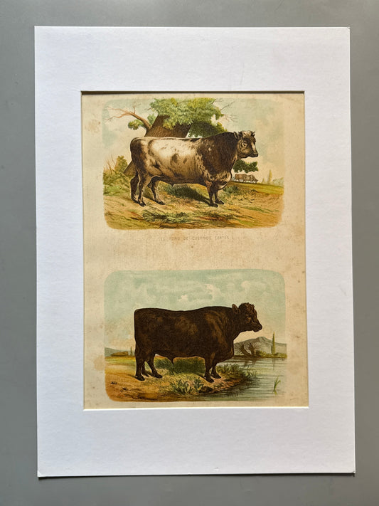 Cromolitografía zoología, toros - Historia Natural, Montaner y Simón 1876
