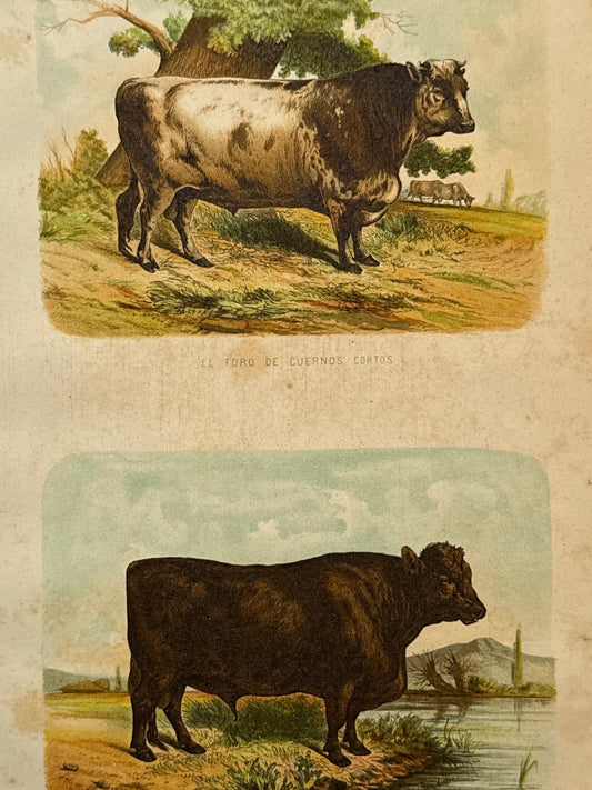 Cromolitografía zoología, toros - Historia Natural, Montaner y Simón 1876