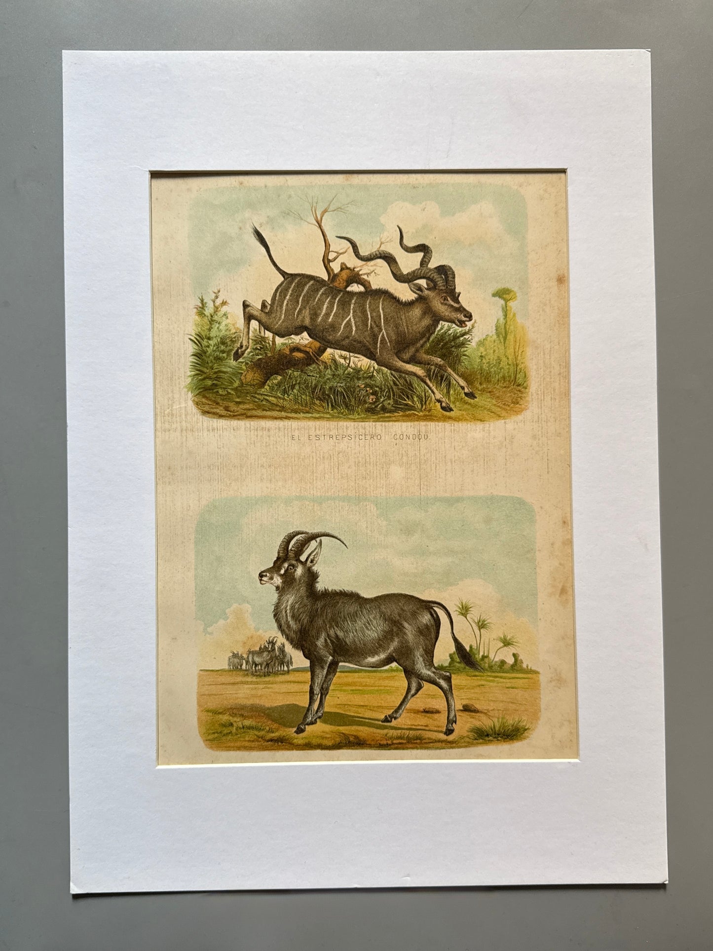 Cromolitografía zoología, antílopes - Historia Natural, Montaner y Simón 1876