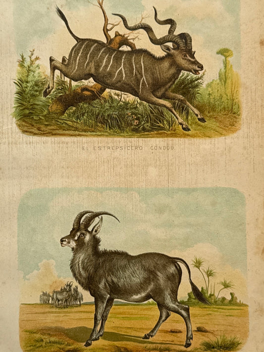 Cromolitografía zoología, antílopes - Historia Natural, Montaner y Simón 1876