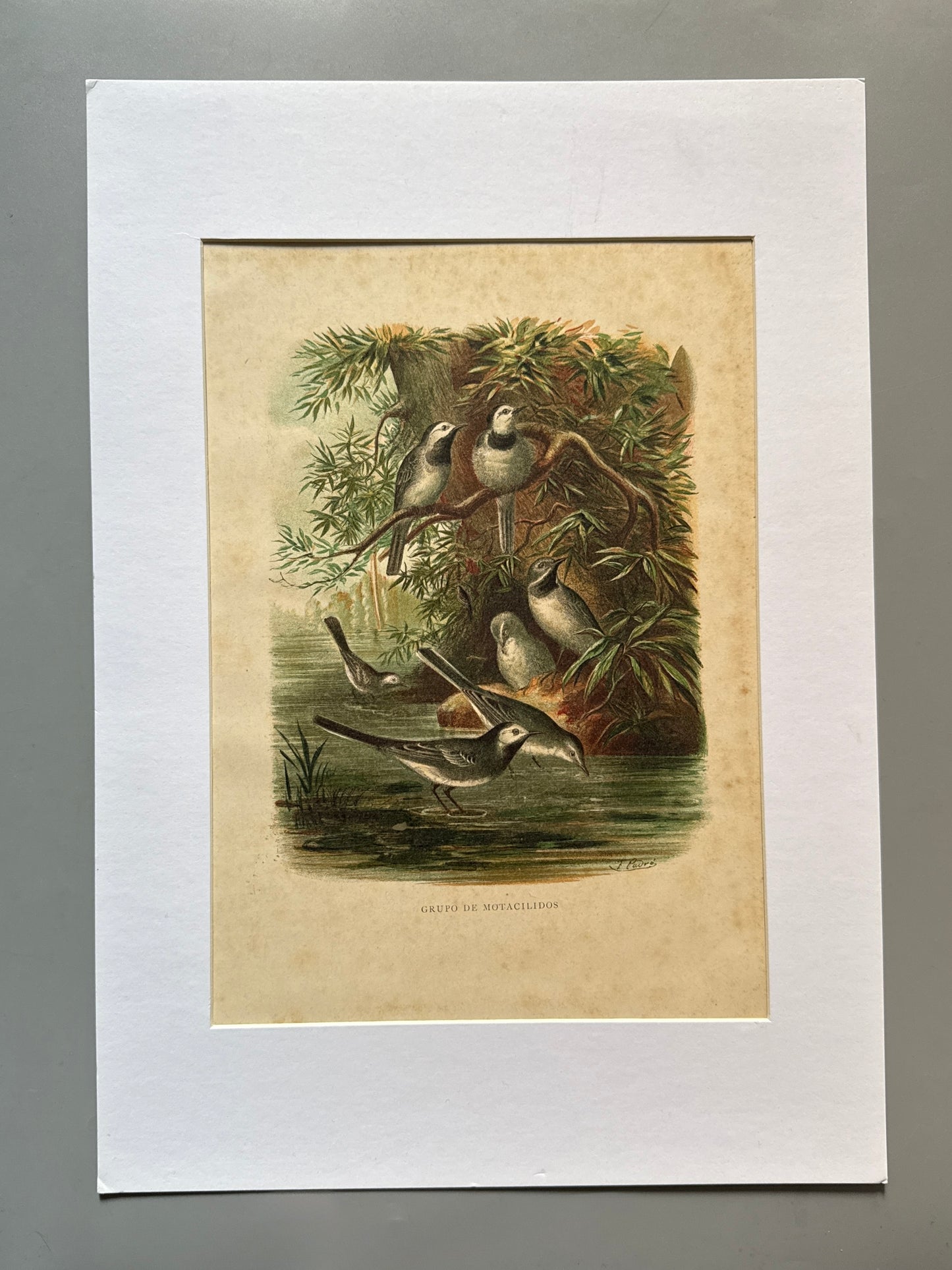 Cromolitografía zoología, aves - Historia Natural, Montaner y Simón 1876