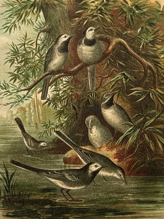 Cromolitografía zoología, aves - Historia Natural, Montaner y Simón 1876
