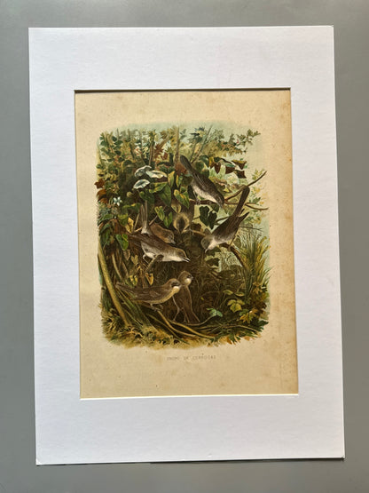Cromolitografía zoología, currucas - Historia Natural, Montaner y Simón 1876