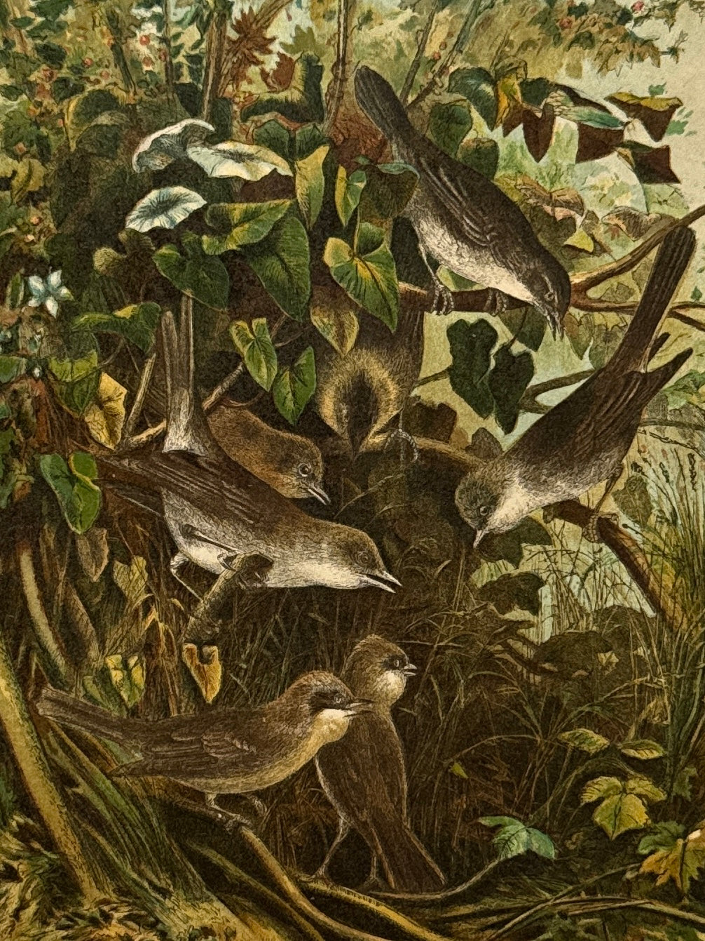 Cromolitografía zoología, currucas - Historia Natural, Montaner y Simón 1876