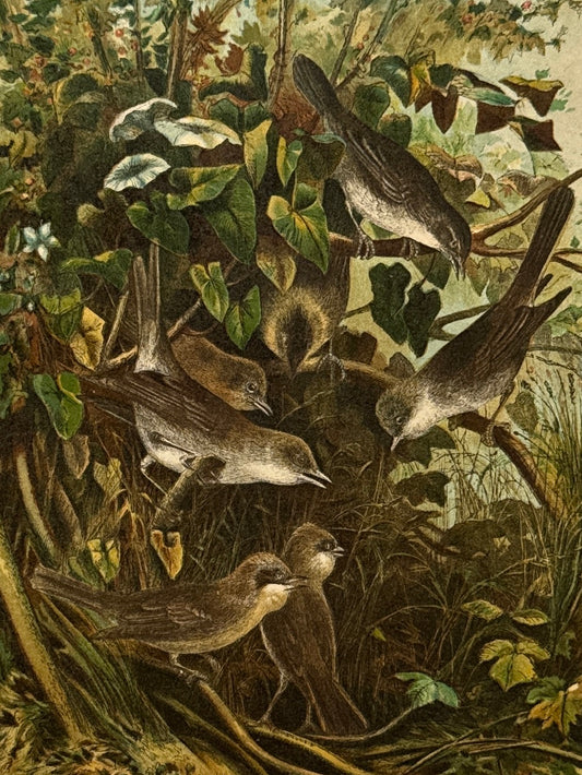 Cromolitografía zoología, currucas - Historia Natural, Montaner y Simón 1876