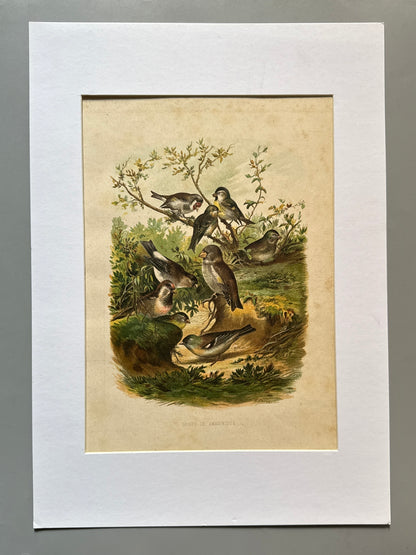 Cromolitografía zoología, aves - Historia Natural, Montaner y Simón 1876