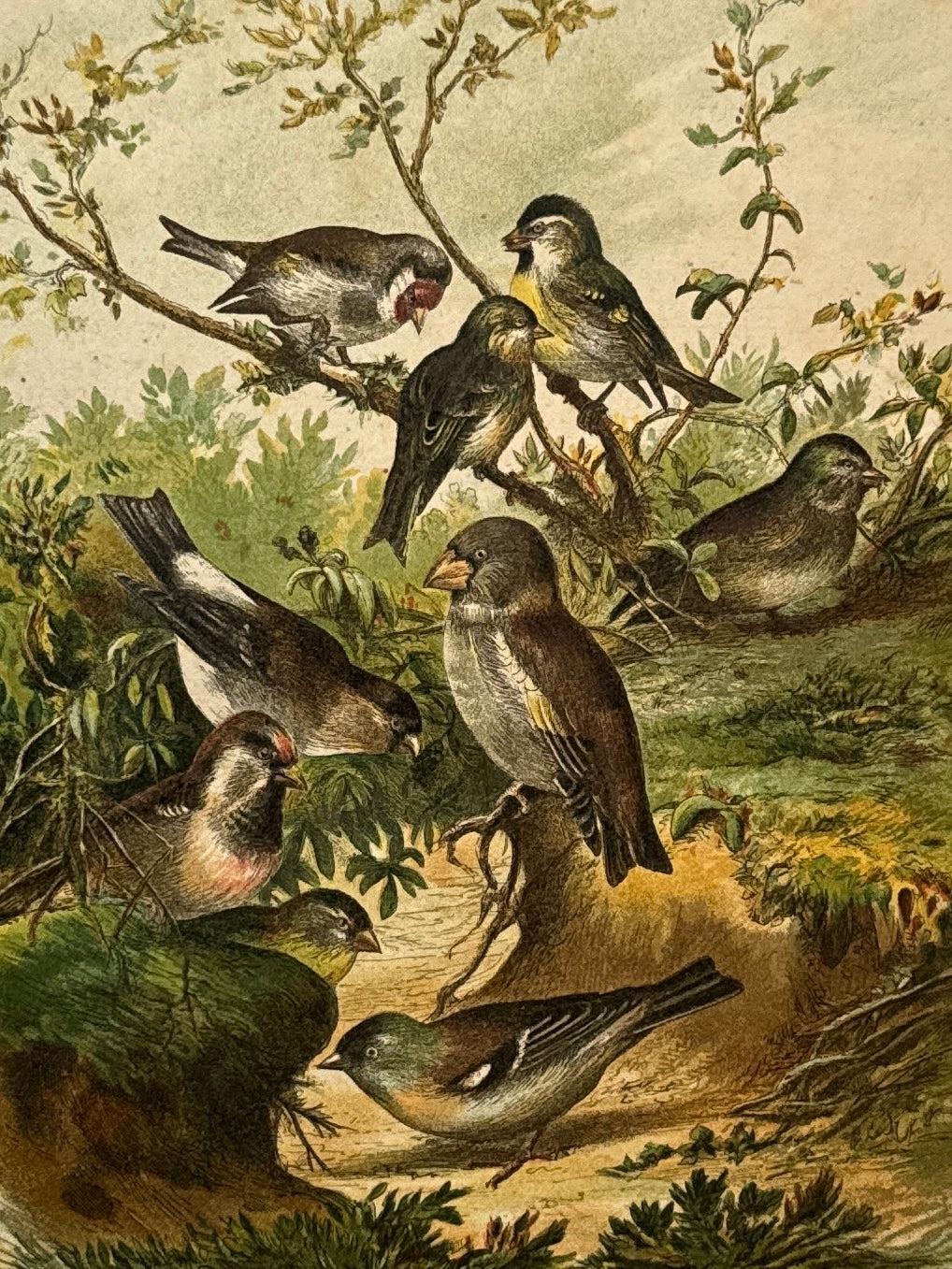 Cromolitografía zoología, aves - Historia Natural, Montaner y Simón 1876