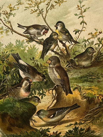 Cromolitografía zoología, aves - Historia Natural, Montaner y Simón 1876