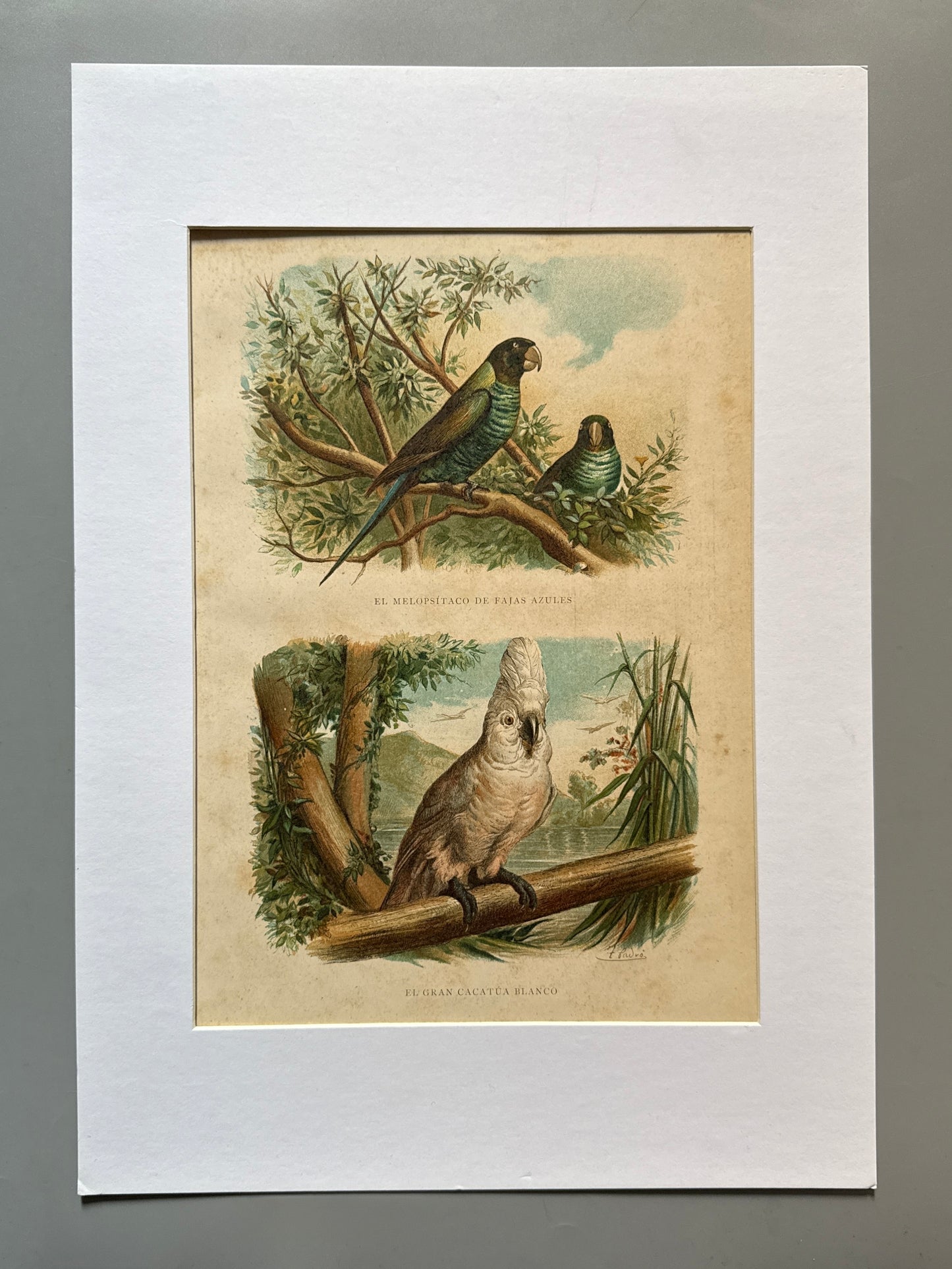 Cromolitografía zoología, loros - Historia Natural, Montaner y Simón 1876