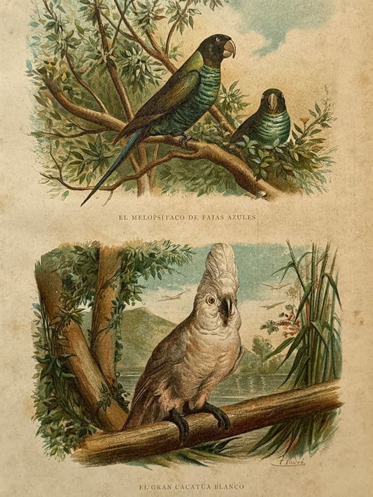 Cromolitografía zoología, loros - Historia Natural, Montaner y Simón 1876