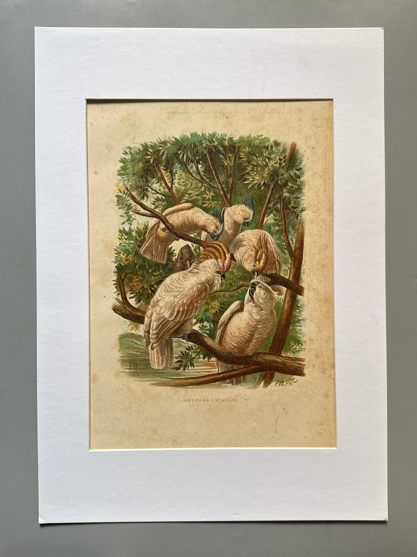 Cromolitografía zoología, cacatúas - Historia Natural, Montaner y Simón 1876