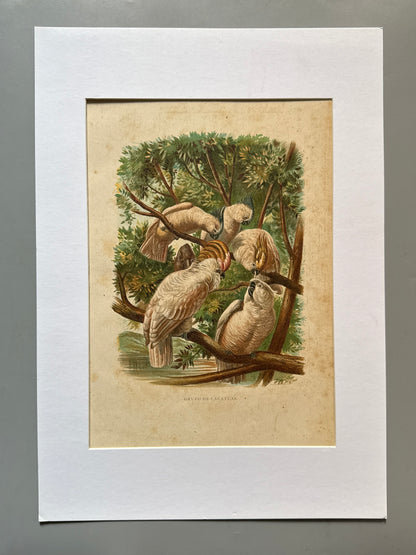 Cromolitografía zoología, cacatúas - Historia Natural, Montaner y Simón 1876
