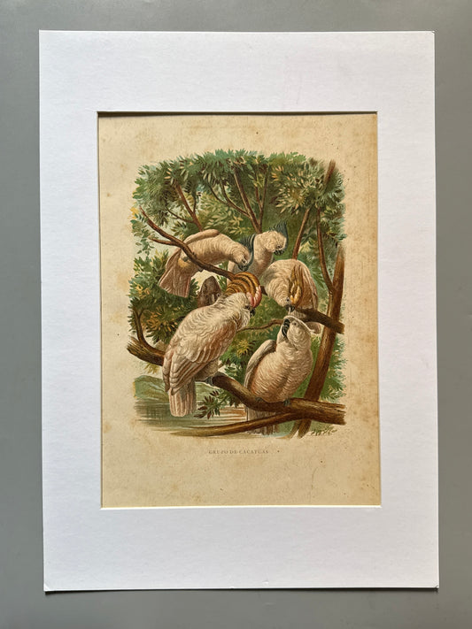 Cromolitografía zoología, cacatúas - Historia Natural, Montaner y Simón 1876
