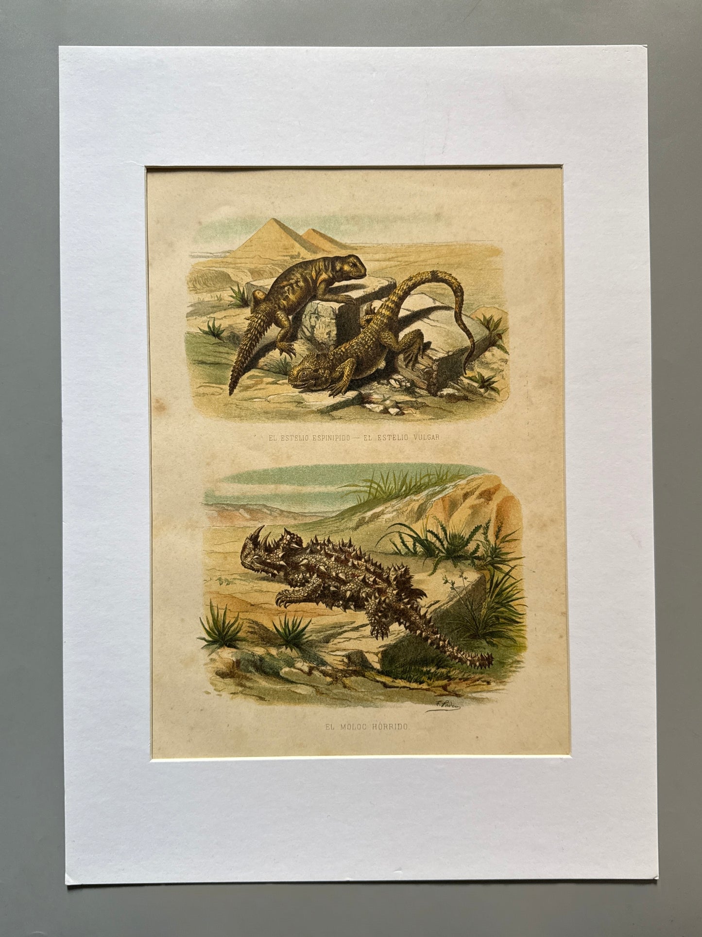 Cromolitografía zoología, lagartos - Historia Natural, Montaner y Simón 1876