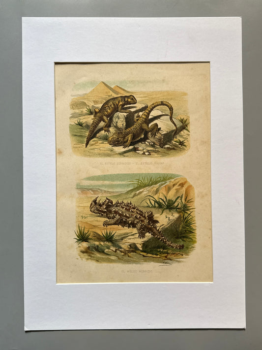 Cromolitografía zoología, lagartos - Historia Natural, Montaner y Simón 1876