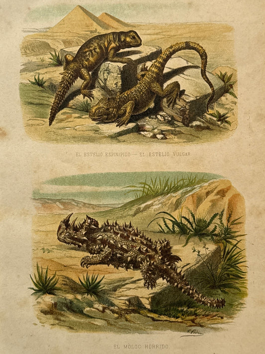 Cromolitografía zoología, lagartos - Historia Natural, Montaner y Simón 1876