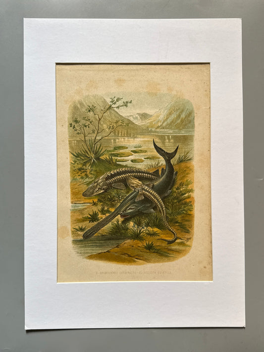 Cromolitografía zoología, peces - Historia Natural, Montaner y Simón 1876