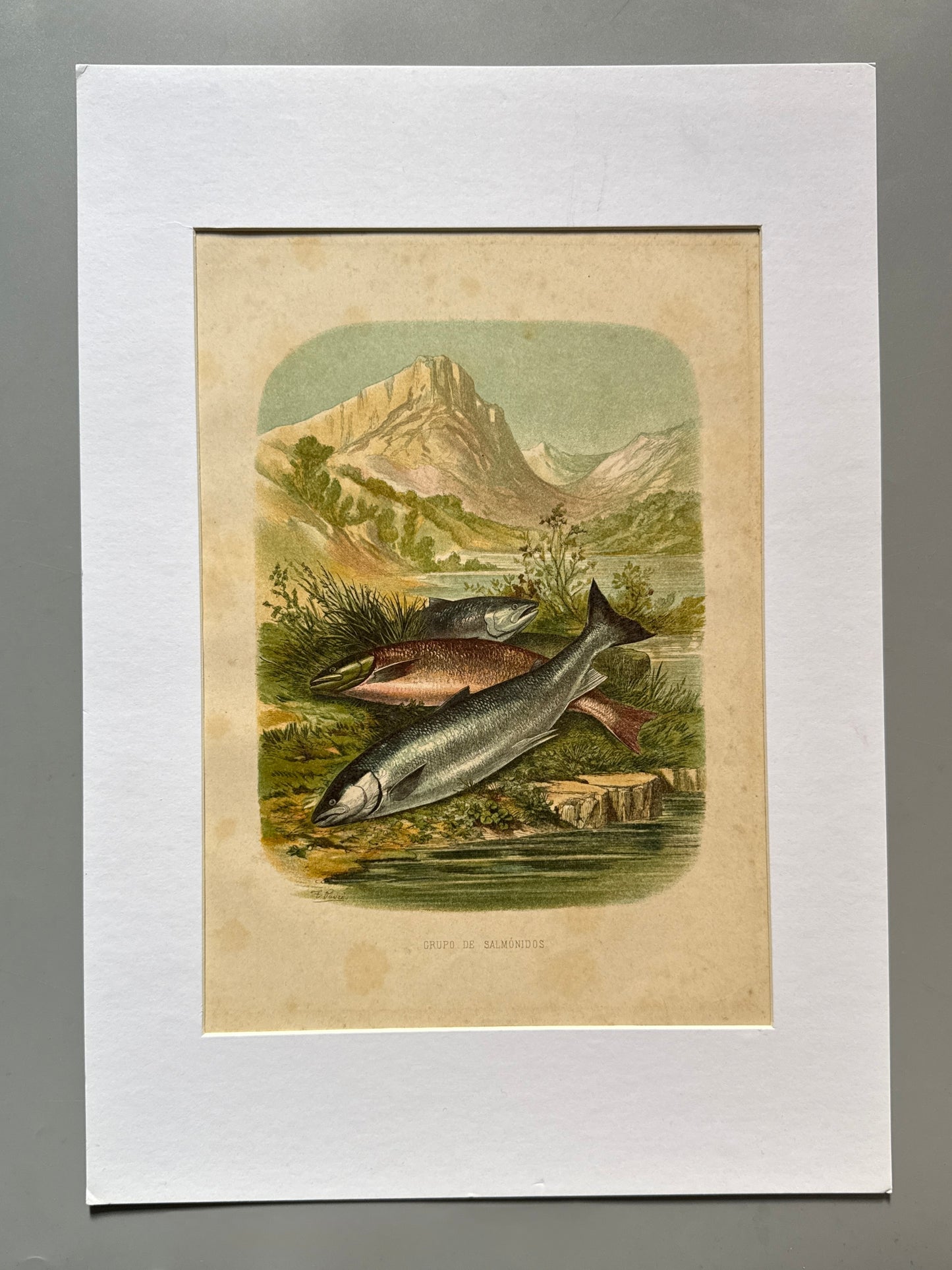Cromolitografía zoología, salmónidos - Historia Natural, Montaner y Simón 1876
