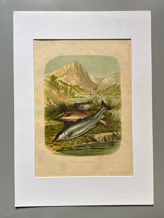 Cromolitografía zoología, salmónidos - Historia Natural, Montaner y Simón 1876