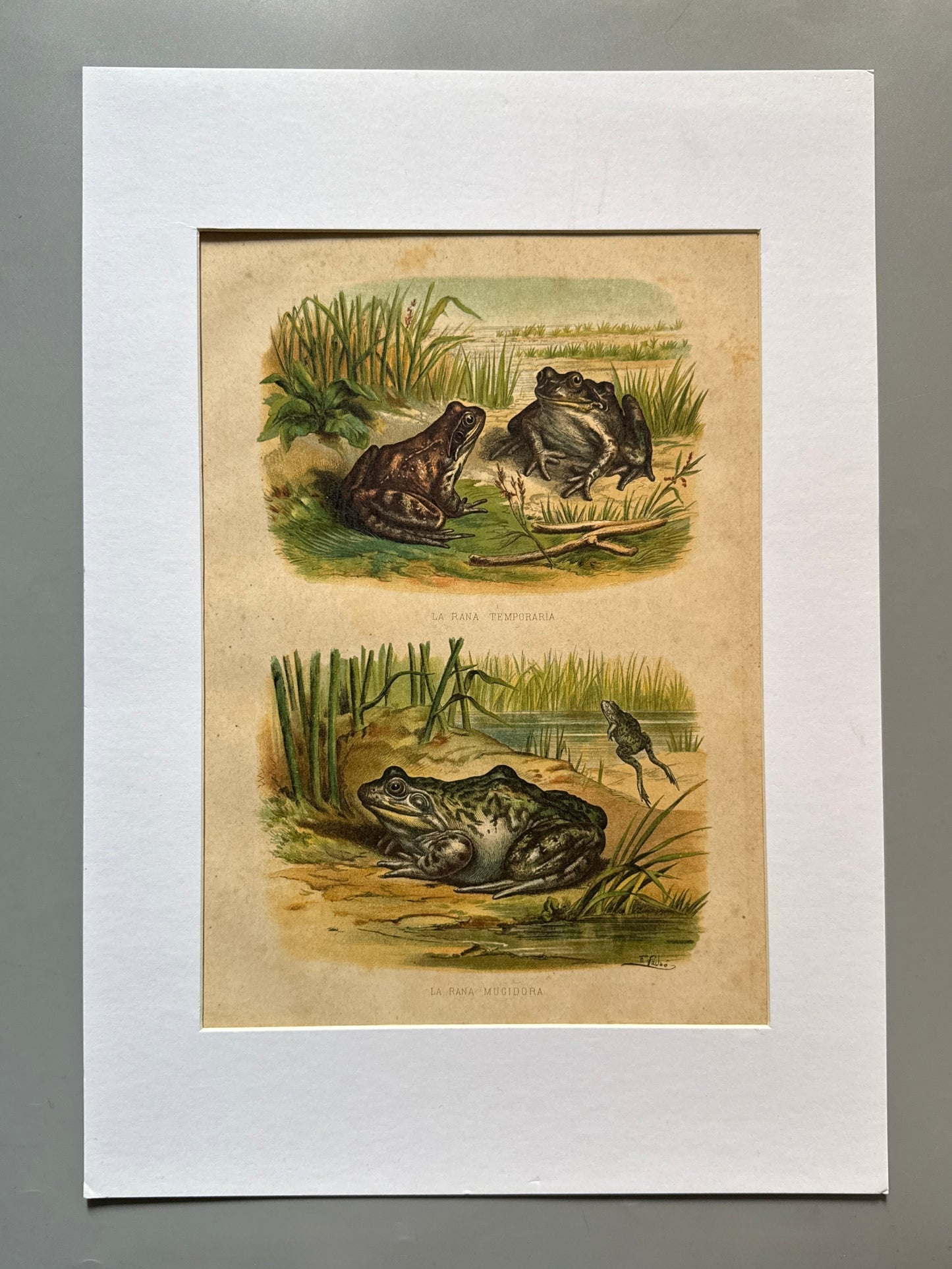 Cromolitografía zoología, ranas - Historia Natural, Montaner y Simón 1876