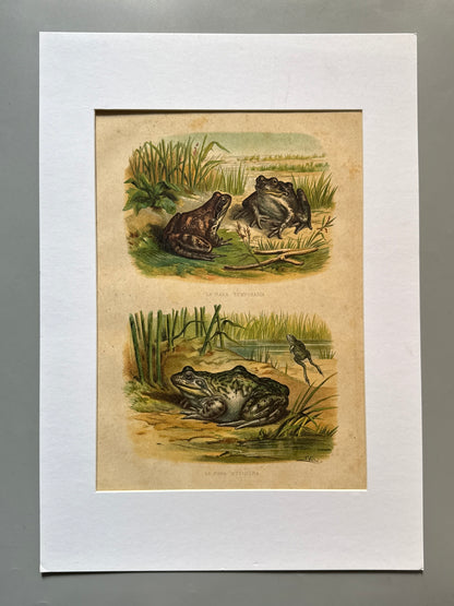 Cromolitografía zoología, ranas - Historia Natural, Montaner y Simón 1876