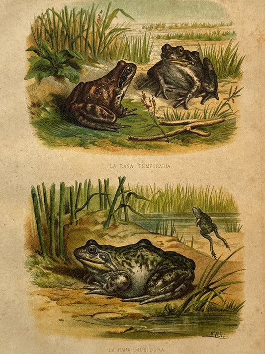 Cromolitografía zoología, ranas - Historia Natural, Montaner y Simón 1876