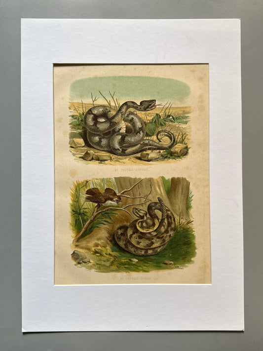Cromolitografía zoología, serpientes - Historia Natural, Montaner y Simón 1876