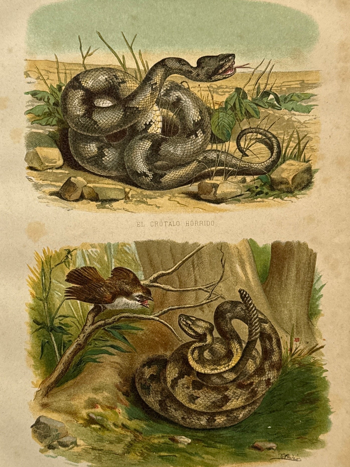 Cromolitografía zoología, serpientes - Historia Natural, Montaner y Simón 1876