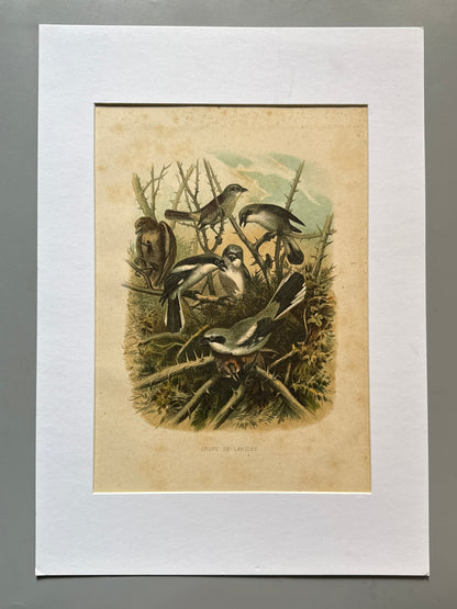 Cromolitografía zoología, aves - Historia Natural, Montaner y Simón 1876