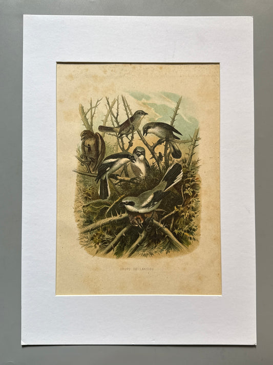 Cromolitografía zoología, aves - Historia Natural, Montaner y Simón 1876