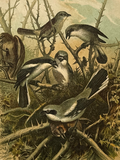 Cromolitografía zoología, aves - Historia Natural, Montaner y Simón 1876