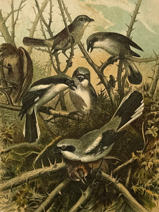 Cromolitografía zoología, aves - Historia Natural, Montaner y Simón 1876
