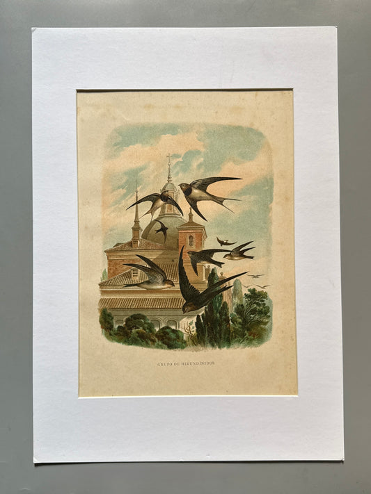 Cromolitografía zoología, golondrinas - Historia Natural, Montaner y Simón 1876