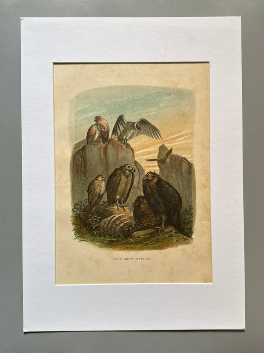 Cromolitografía zoología, buitres - Historia Natural, Montaner y Simón 1876