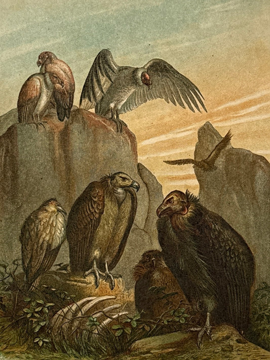 Cromolitografía zoología, buitres - Historia Natural, Montaner y Simón 1876