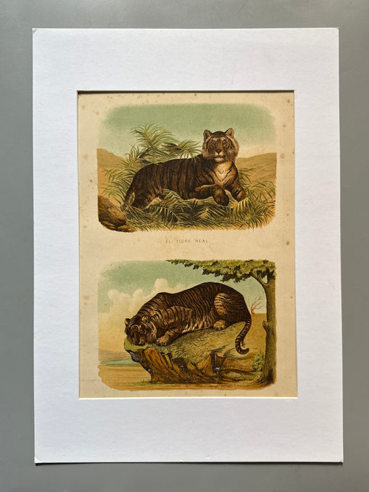 Cromolitografía zoología, tigre - Historia Natural, Montaner y Simón 1876