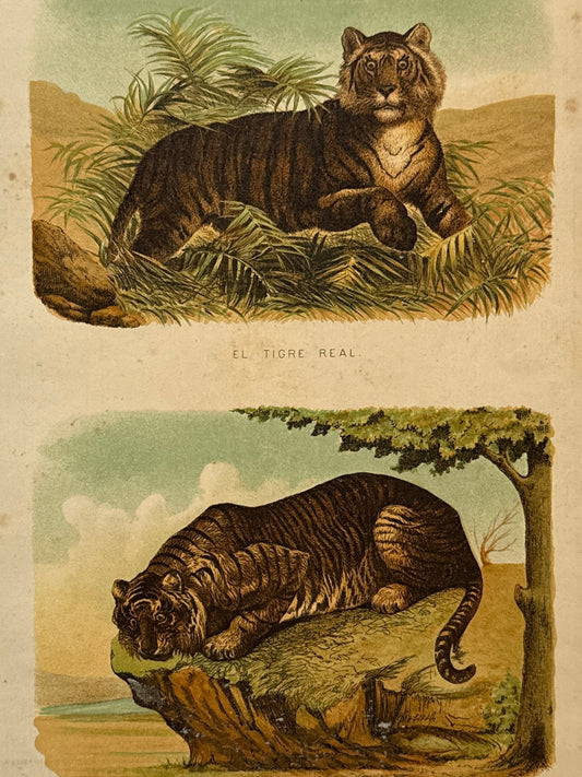 Cromolitografía zoología, tigre - Historia Natural, Montaner y Simón 1876