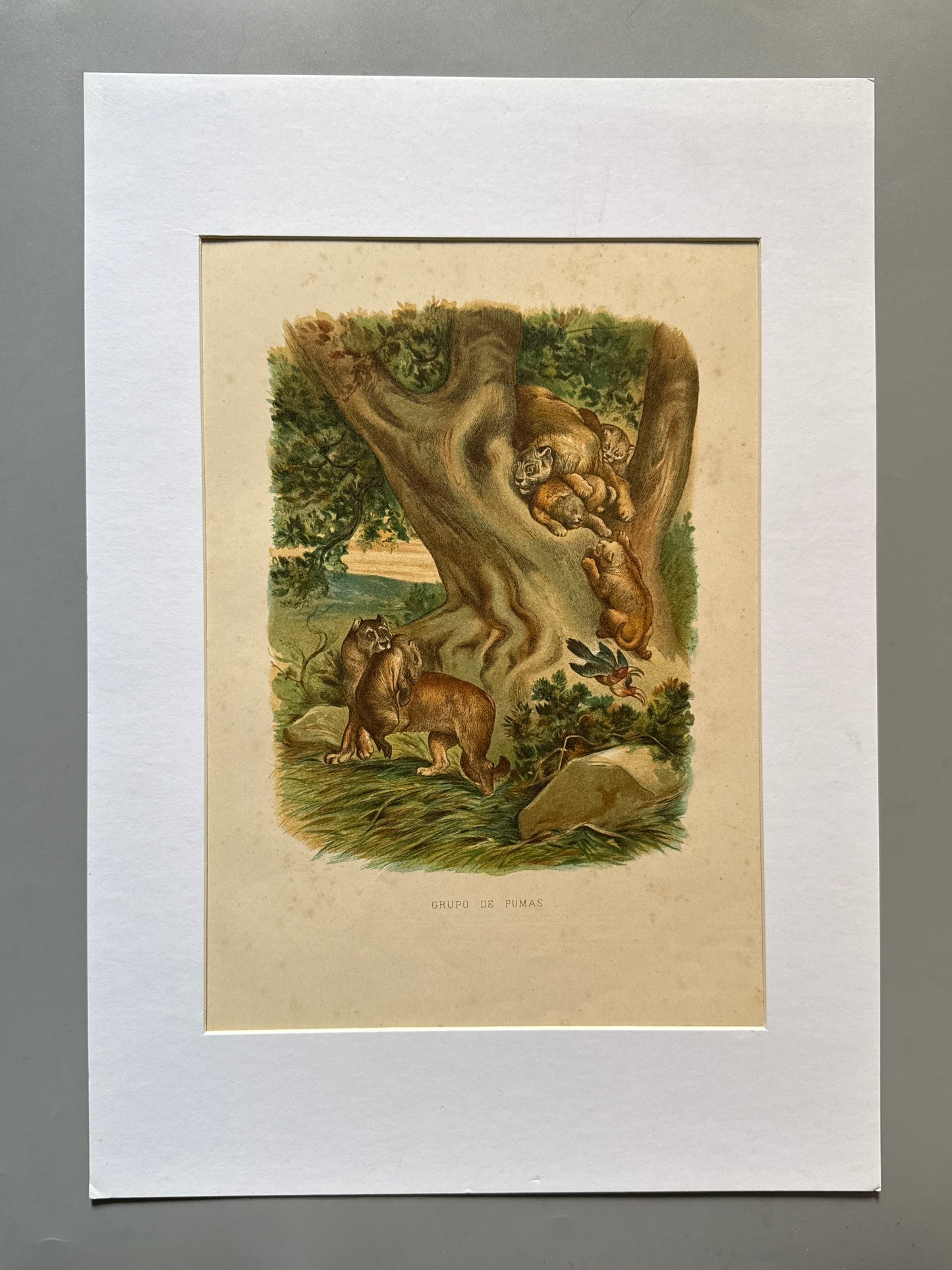 Cromolitografía zoología, pumas - Historia Natural, Montaner y Simón 1876