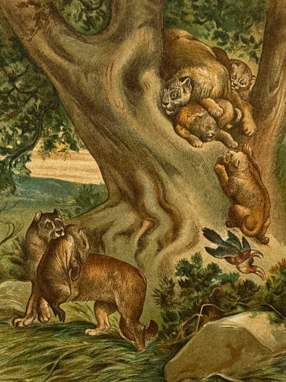 Cromolitografía zoología, pumas - Historia Natural, Montaner y Simón 1876