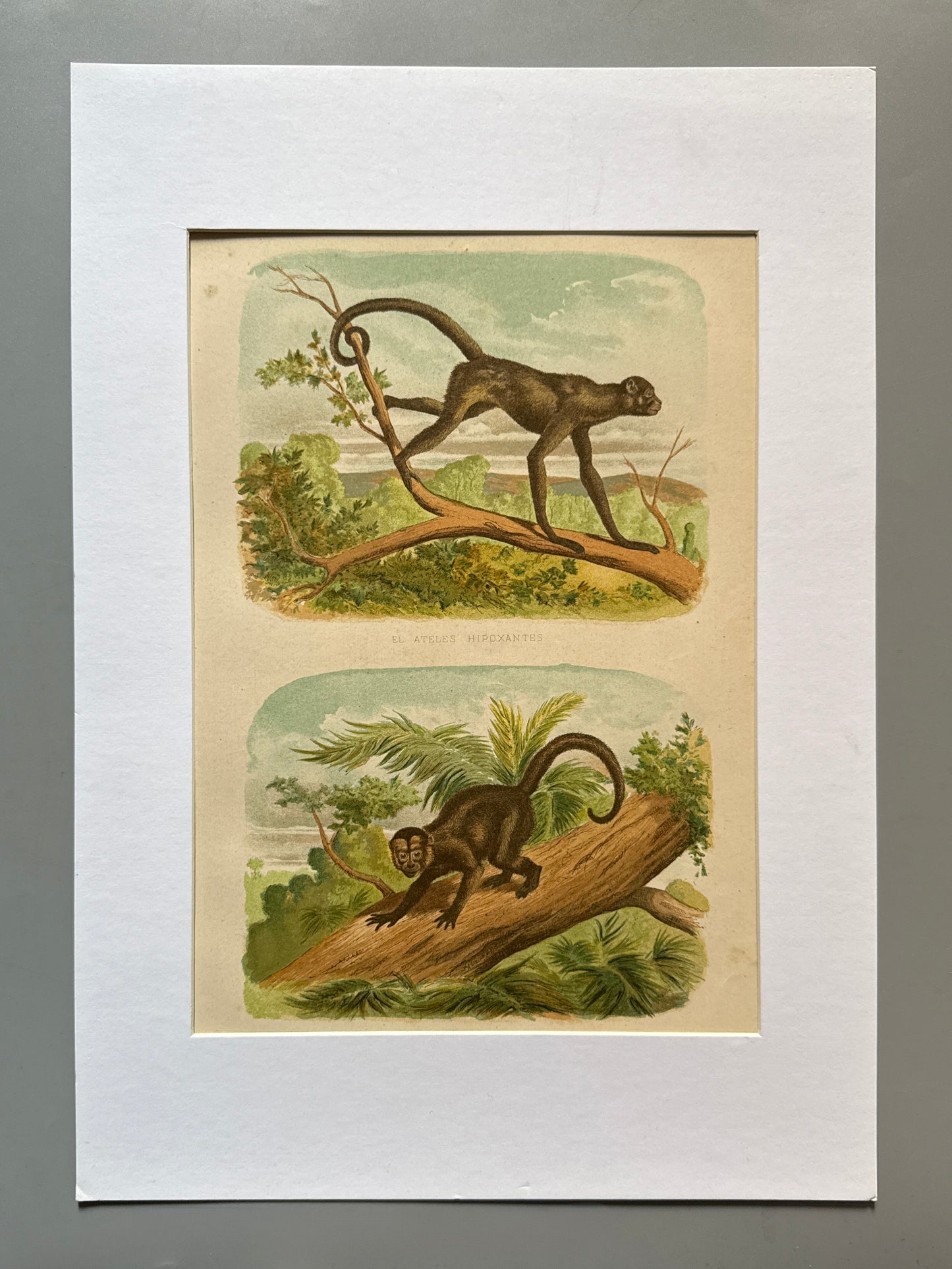 Cromolitografía zoología, monos - Historia Natural, Montaner y Simón 1876