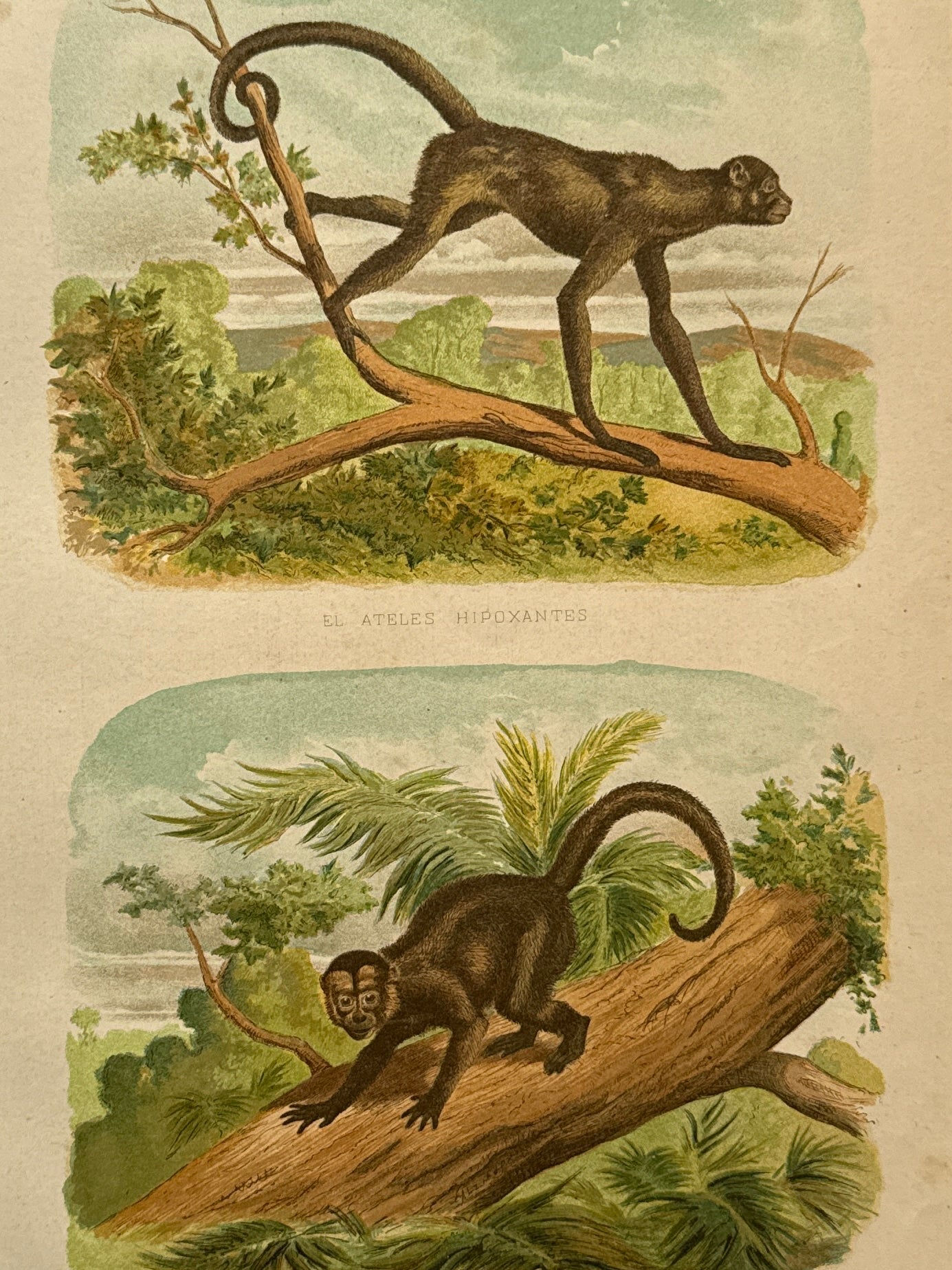 Cromolitografía zoología, monos - Historia Natural, Montaner y Simón 1876