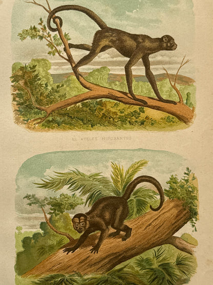 Cromolitografía zoología, monos - Historia Natural, Montaner y Simón 1876