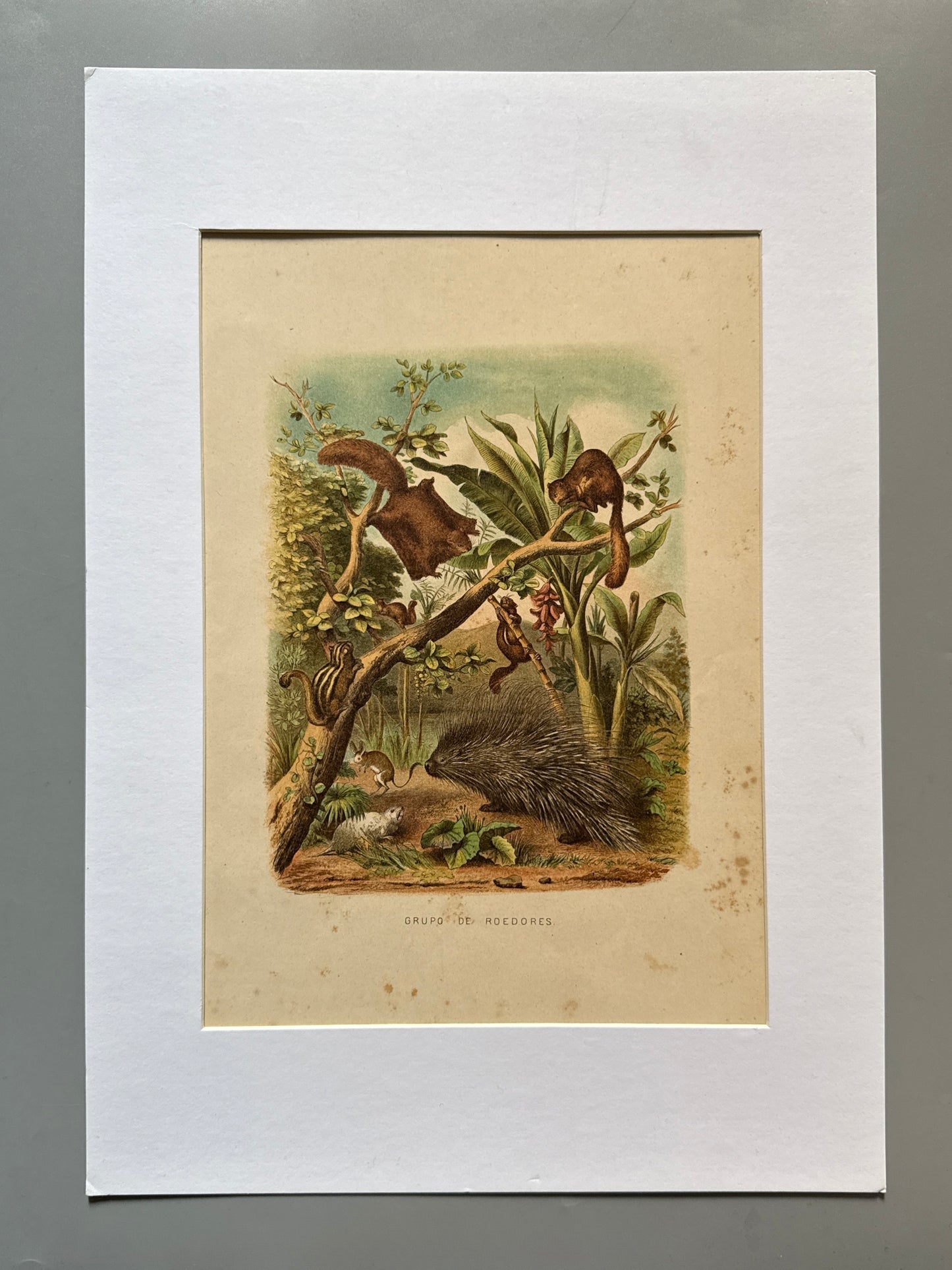 Cromolitografía zoología, roedores - Historia Natural, Montaner y Simón 1876