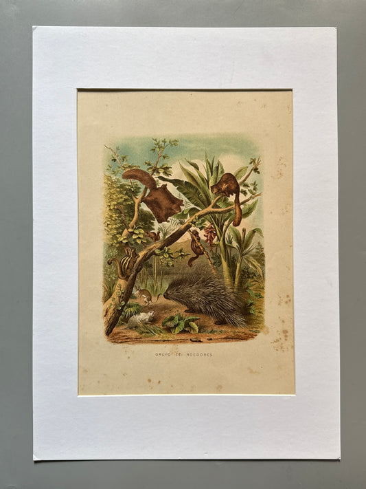 Cromolitografía zoología, roedores - Historia Natural, Montaner y Simón 1876
