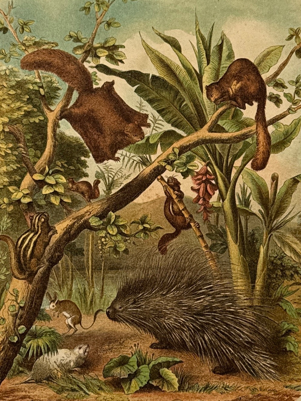 Cromolitografía zoología, roedores - Historia Natural, Montaner y Simón 1876
